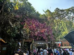 -西双版纳原始森林公园