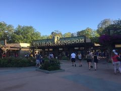 -奥兰多迪士尼动物王国乐园