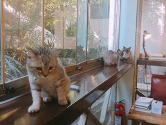 -有猫主题·治愈系猫咖(曾厝垵店)