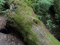 -五营红松林海景区