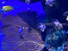 -上海海洋水族馆