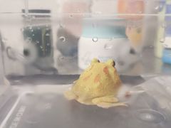 -酷以爬仙阁实体爬宠店·守宫·蜥蜴·专业繁育