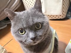 -美联众合爱康动物医院•复杂内科•肿瘤科•牙科•腔镜诊疗中心