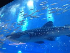 -成都浩海立方海洋公园