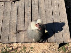 -大连森林动物园