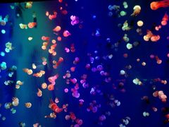 -成都浩海立方海洋公园