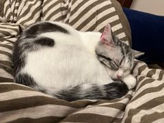 -猫大福·Fortune Cat猫舍(百子湾店)