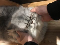 -藦茜花园宠物主题亲子互动体验馆(国顺东路店)