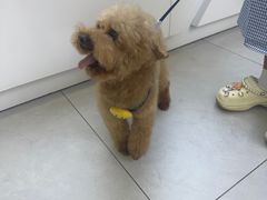 -达爱动物医院·犬猫分区·CT·复杂眼科(远洋山水分院)