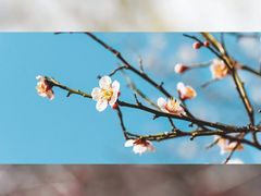 -洛阳市隋唐城遗址植物园