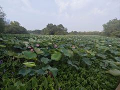 -艾溪湖湿地公园
