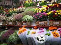 -秦美花卉(天朗·莱茵小城2期店)