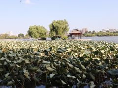 -济南大明湖景区