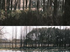 -贡湖湾湿地公园