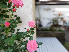 -Cafe In Little Forest