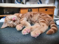 -爱侣宠医·鹦鹉专科·小型哺乳类·异宠专科(灵石路店)