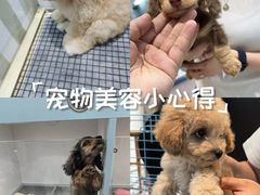 -萌宠之家·腊肠犬·马尔泰·小体犬舍