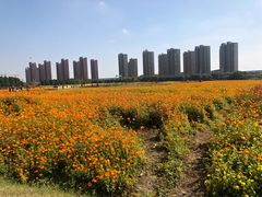 -映月湖中央公园