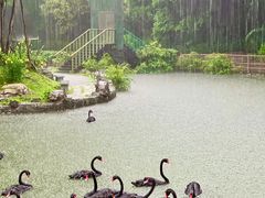 -深圳野生动物园