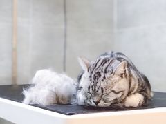 猫咪SPA-Double Rui宠物酒店