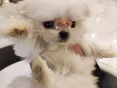 -宠爱多约克夏马尔济斯泰迪小型犬专卖
