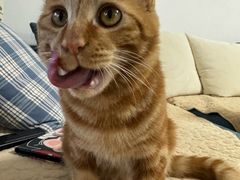 -瑞派宠物医院·犬猫全科·猫友好(宾水西道店)