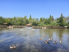 -溱湖国家湿地公园