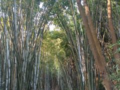 -黄埔油麻山森林公园