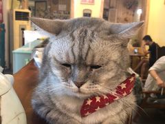 -猫色咖啡·猫咖