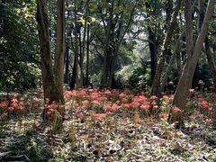-杭州植物园