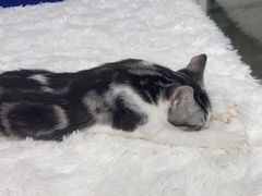 -爱洗澡的猫(天河路店)