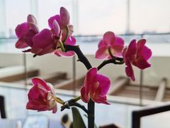 -广州白天鹅宾馆