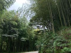 -广州市石门国家森林公园