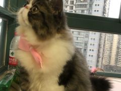 -BABYDOG宝贝狗宠物乐园(欧洲城店)