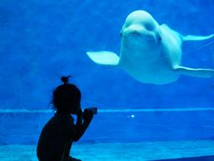 -芜湖新华联大白鲸海洋公园