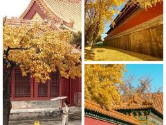 -故宫博物院(故宫)