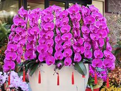 -溪岸路花鸟市场