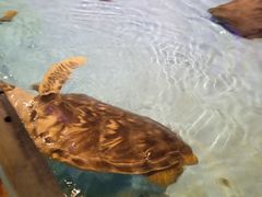 -哈尔滨波塞冬海底世界
