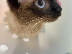 -瑞派·关忠动物医院·猫专科·犬专科(三环新城店)