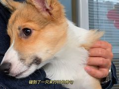 -瑞派长江宠物医院·猫科·外科·24小时夜护(谊城公寓分院)