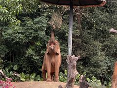 -广州长隆野生动物世界