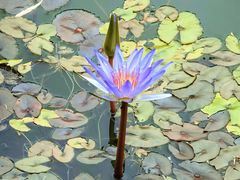 -国家植物园南园