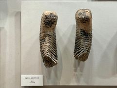 -齐齐哈尔市博物馆