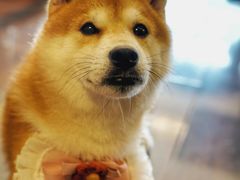-豆柴町-柴犬主题狗咖(红鼎国际C座店)