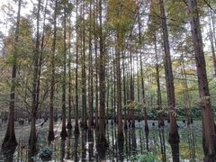 -桤木河湿地公园