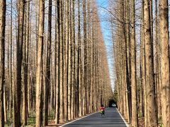 -东平国家森林公园