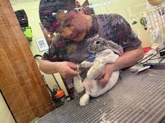 -宠物兔专门店(天丰利市场店)