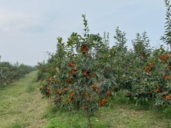 -凡碧诗毛孔清洁收细