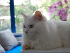 白咩-Anne猫窝咖啡屋