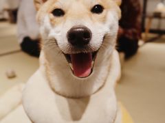 -逗柴咖啡屋·狗咖猫咖宠物桌游